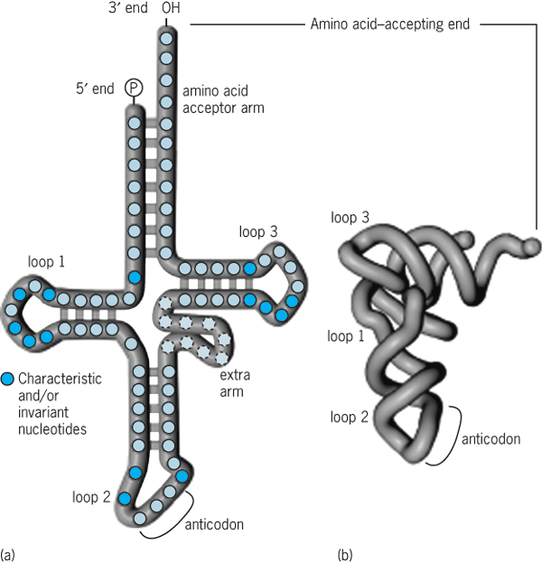 Structural representations of a generalized tRNA molecule