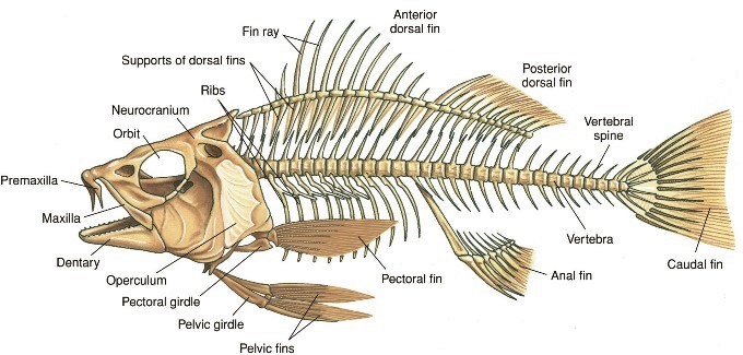 Illustration of a fish skeleton, with various bones being labeled