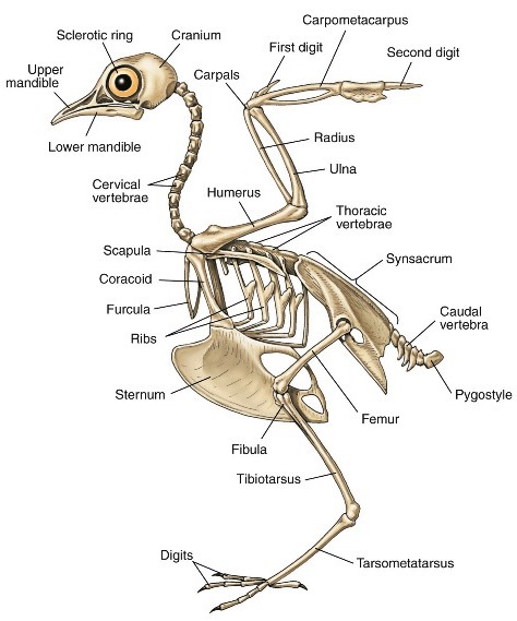 Illustration of a pigeon skeleton, with various bones being labeled