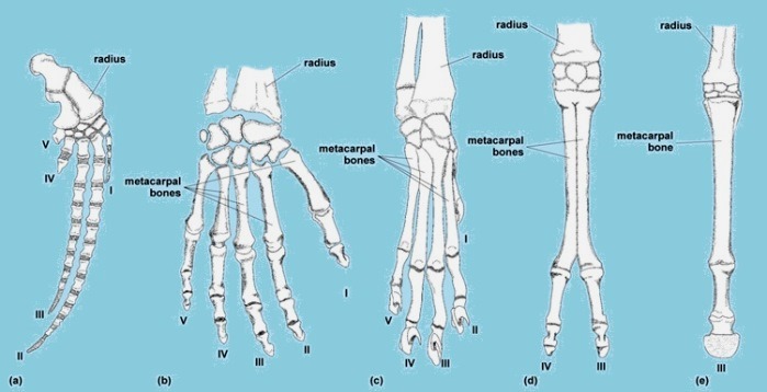 Five illustrations of the distal limb of a whale, human, cat, camel, and horse; the radius and metacarpal bones are labeled for each illustration