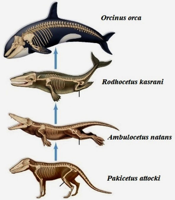 Illustration of the process of speciation, starting from (bottom) a doglike tetrapod that evolved into (top) a whale through 2 intermediary species