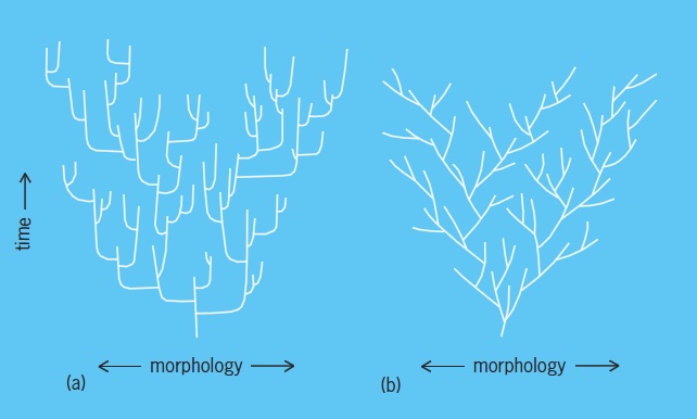 Illustration of (left) the punctuated equilibrium model and (right) the phyletic gradualism model; in both cases, time versus morphology is shown