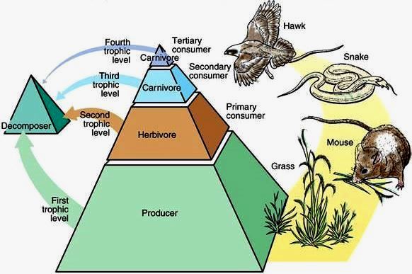 Trophic levels depicted as a pyramid; four levels are shown (grass, mouse, snake, and hawk)