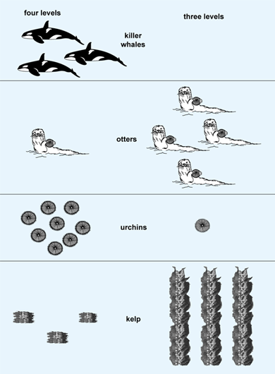 Illustration of a four-level trophic system (killer whales, otters, urchins, and kelp) and a three-level trophic system (otters, urchins, and kelp)