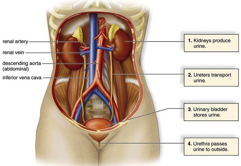 Illustration of the urinary system; kidneys, ureters, bladder, and urethra are labeled