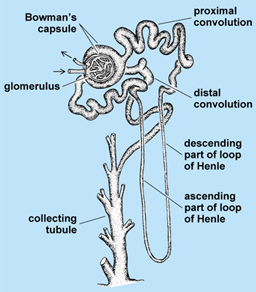 Illustration of the mammalian metanephric tubule