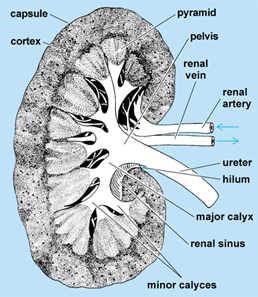 Illustration of a sagittal section of a metanephric kidney