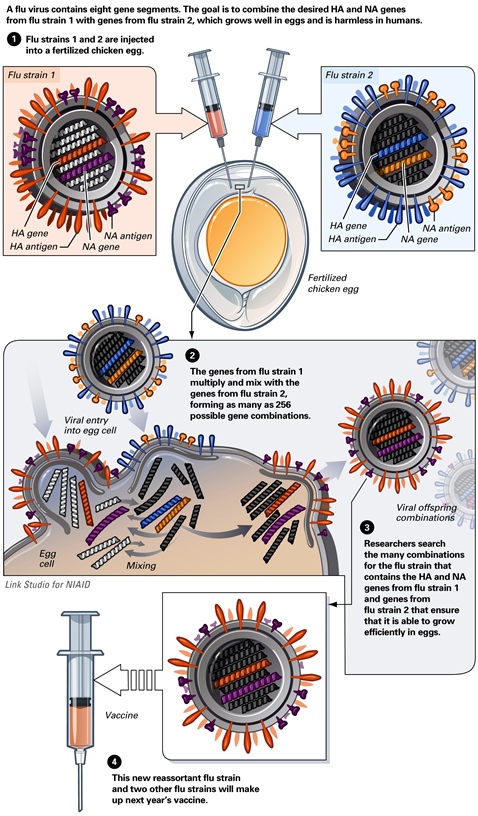 Steps involved in the flu gene reassortment process to creat a new flu vaccine