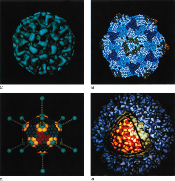 Four colorized computer-generated representations of viruses