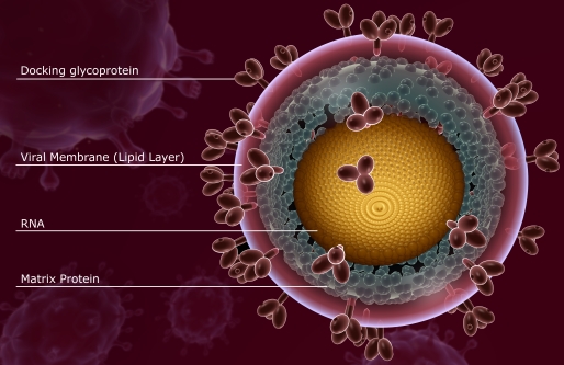 Digitally generated view of HIV