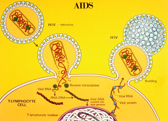 Diagram depicting the viral processes involved in the AIDS life cycle