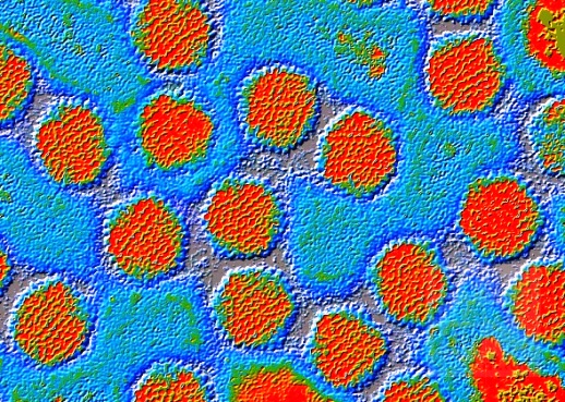 Roundish adenoviruses (orange/red), with yellow dots, on a light-blue background