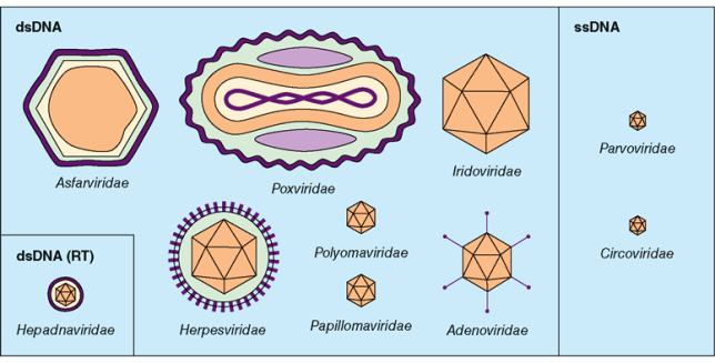 Drawings of 10 types of DNA viruses (Asfarviridae, Poxviridae, Iridoviridae, Hepadnaviridae, Herpesviridae, Polyomaviridae, Papillomaviridae, Adenoviridae, Parvoviridae, and Circoviridae)
