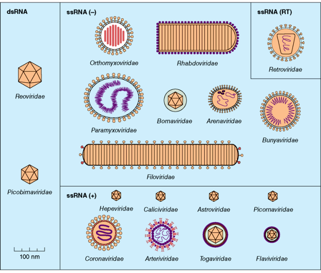 Drawings of numerous types of RNA viruses