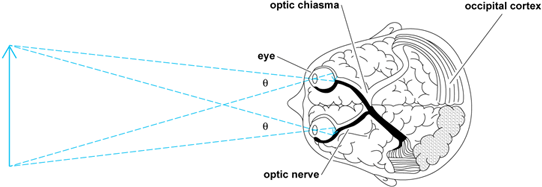 Top-down iilustration showing the eyes and visual projection system