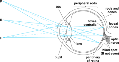 Diagram of foveal and peripheral vision
