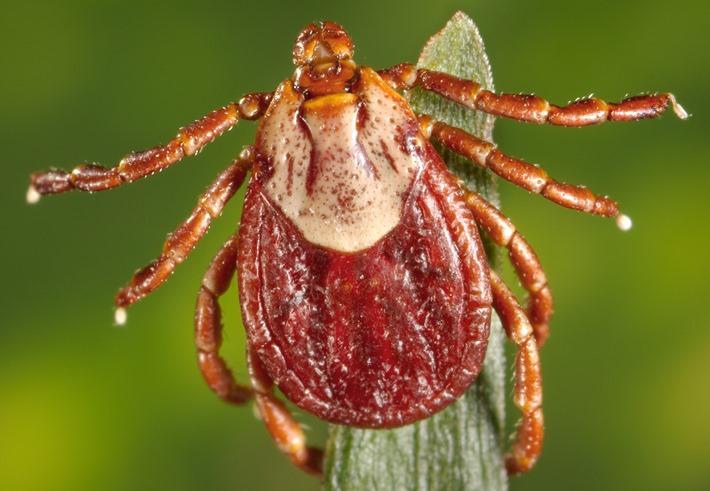 Dorsal view of a brown tick on a narrow green leaf