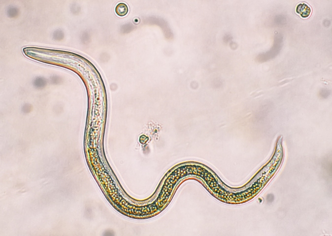 A thin roundworm