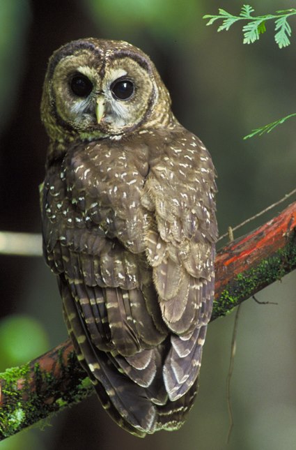Northern spotted owl on branch