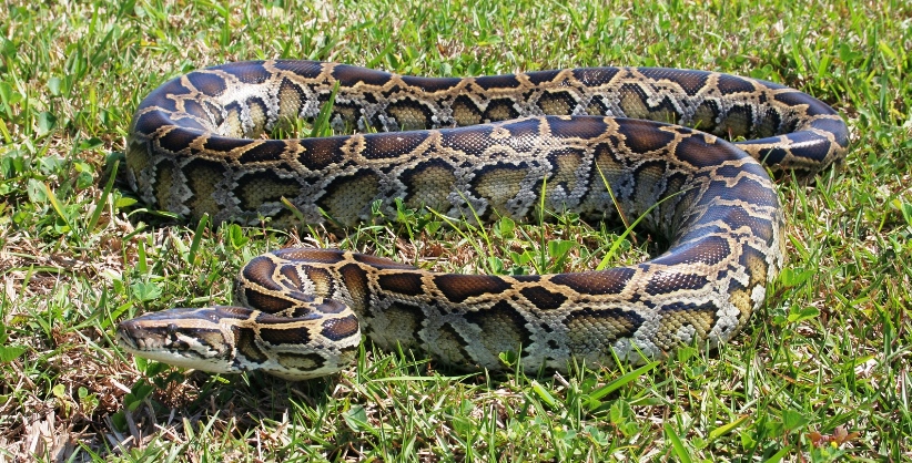 Burmese python in grass