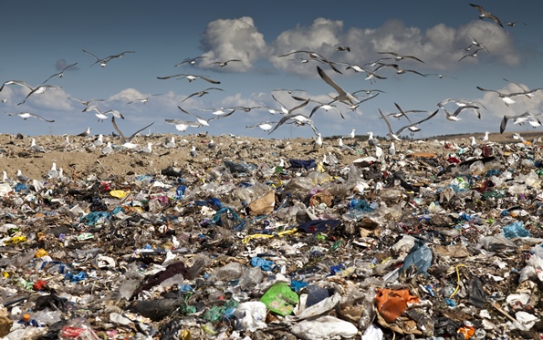 Numerous seagulls flying over a garbage dump; garbage in the foreground, and blue sky with white clouds in the background